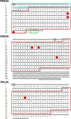 Molecular Characterization of Prdx Family and Response of Antioxidant Enzymes in Berberine Hydrochloride-Treated Charybdis japonica Infected With Aeromonas hydrophila